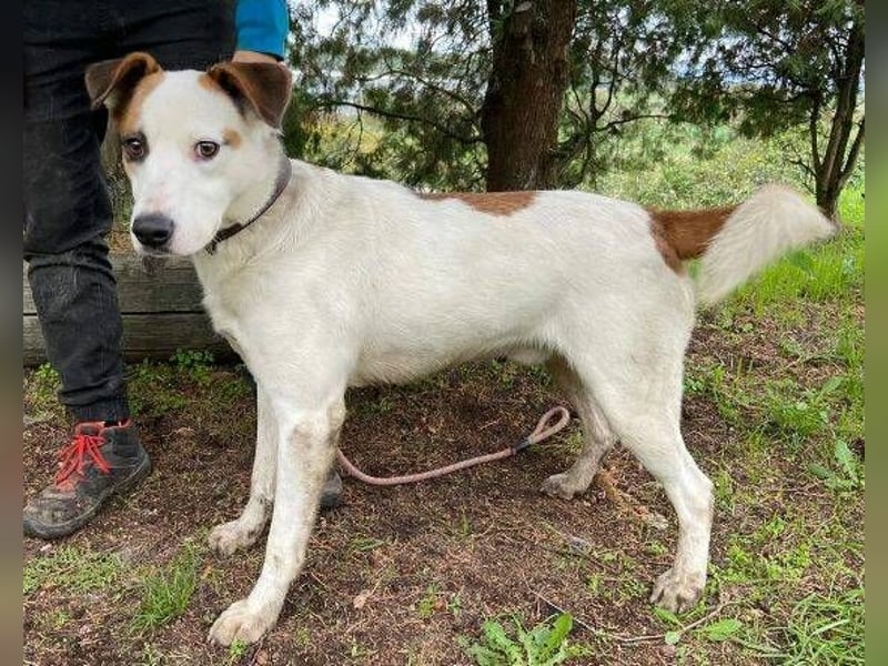 COUDY wartet schon lange auf ein Zuhause