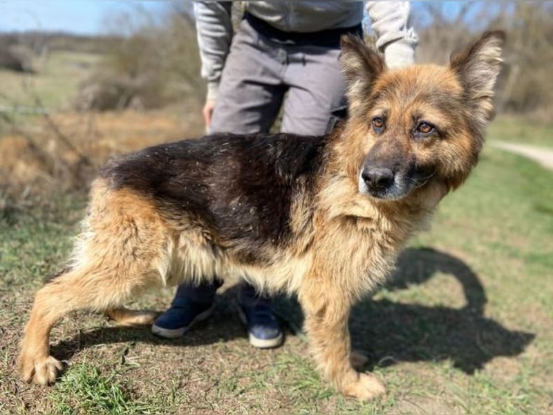 SHIRA hat endlich Liebe verdient