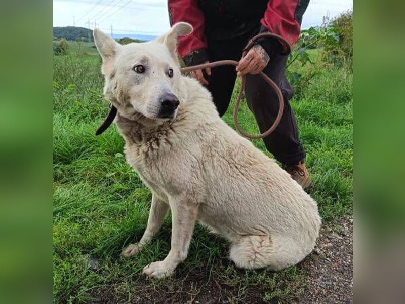 BELUSCHA hat alles verloren