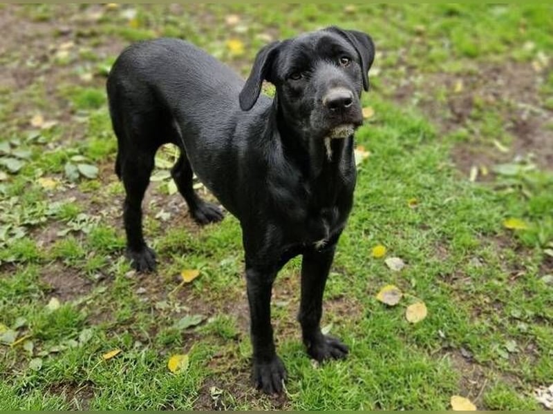 OTTO 2 sucht seine Menschen