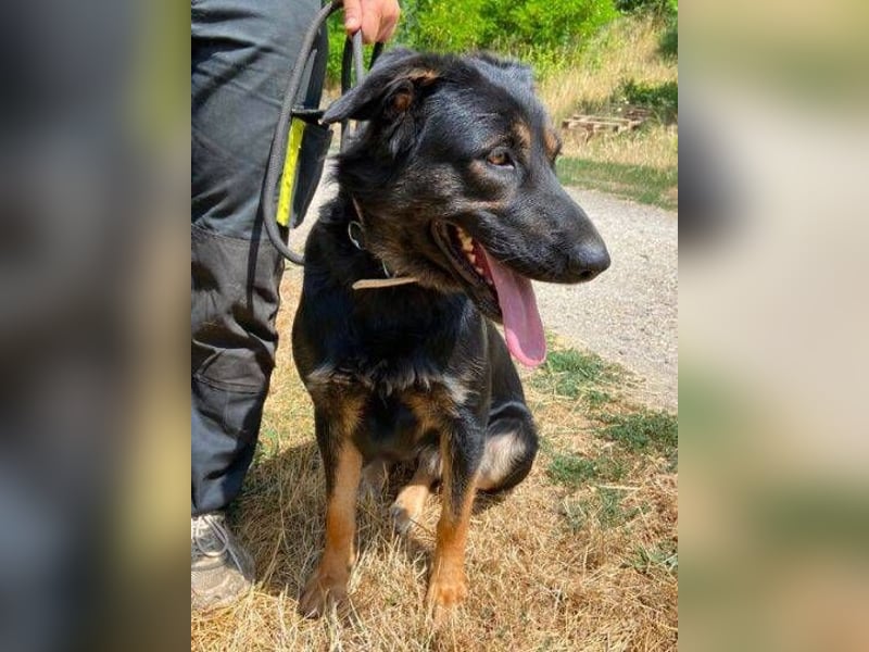 LUNA 2 wäre so gerne Familienmitglied