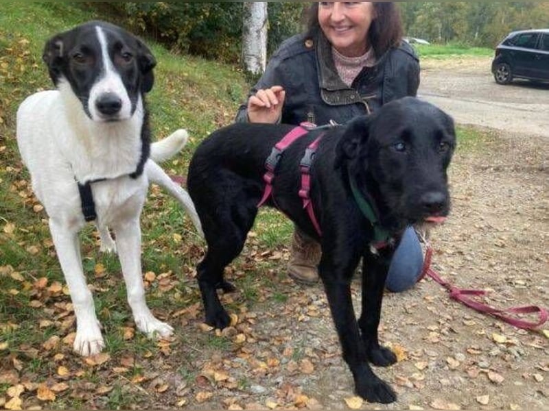 MIA 2 ist verschmust und anhänglich