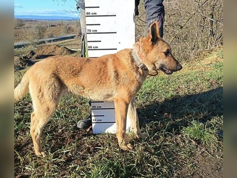 ANDRE wäre gerne dein treuer Begleiter