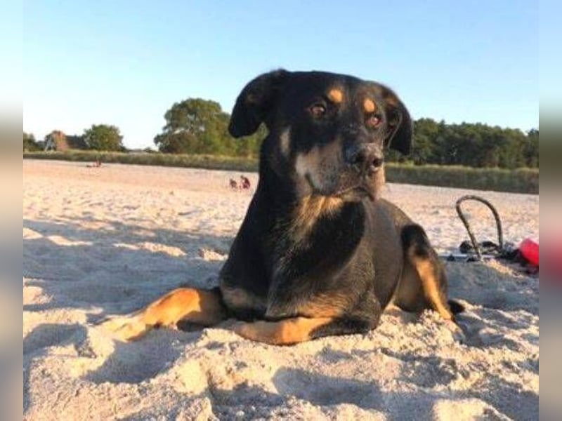 MYLO sucht ein ruhiges Zuhause
