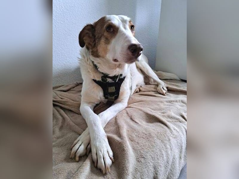 HELEN ist verschmust und unkompliziert