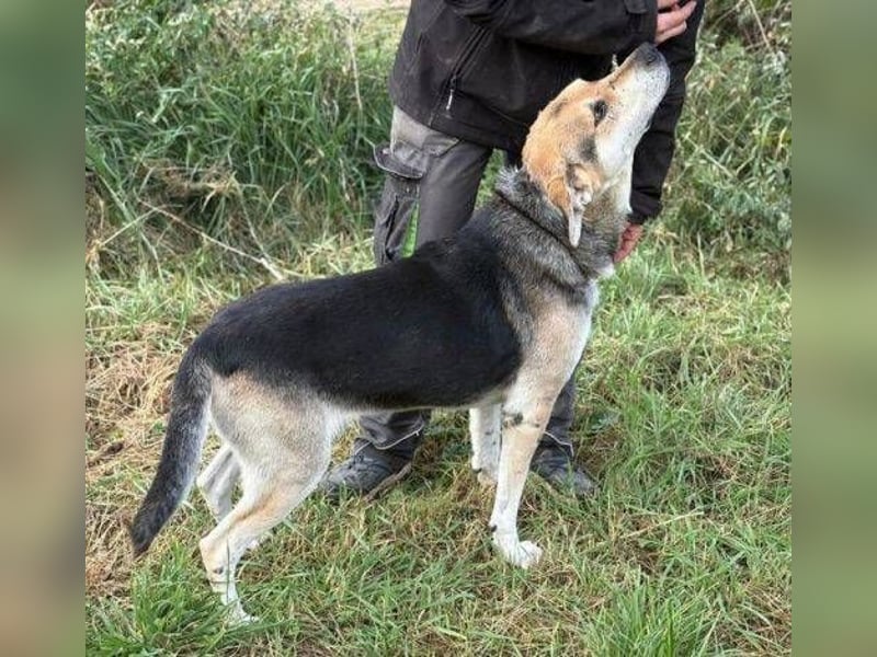 BOBBY 2 wurde hilflos zurück gelassen