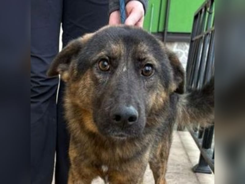 SHARUKH wäre gerne dein treuer Begleiter