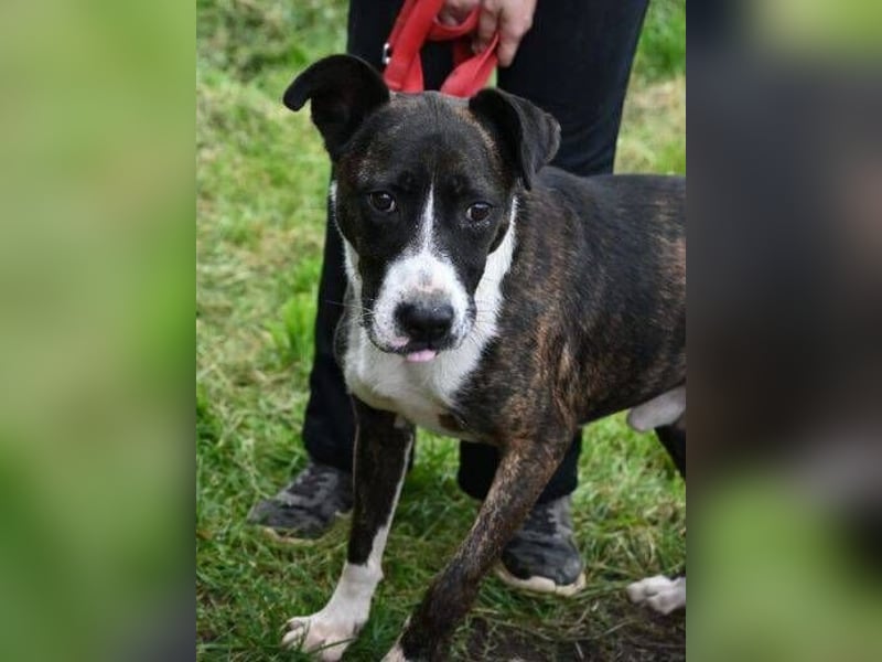 HUBERT - wer schenkt ihm Liebe 