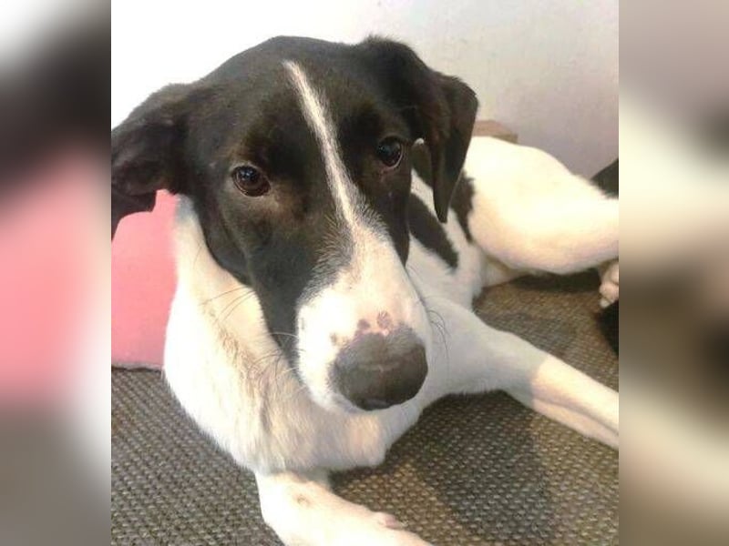 MIA 2 ist verschmust und anhänglich