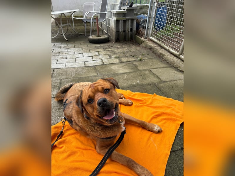 Bobby – kluger, loyaler Mischling sucht erfahrenes Zuhause mit Herz und Geduld