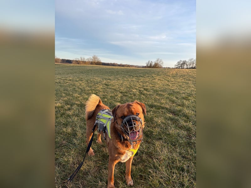 Bobby – kluger, loyaler Mischling sucht erfahrenes Zuhause mit Herz und Geduld