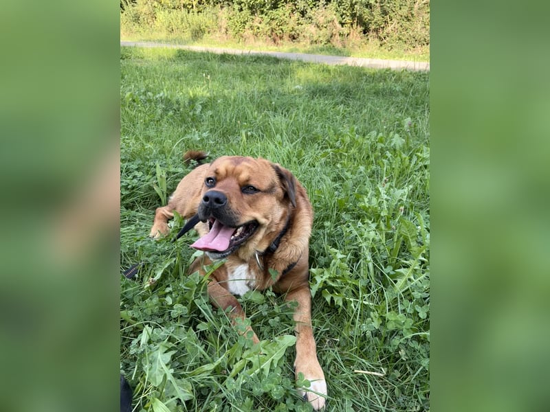 Bobby – kluger, loyaler Mischling sucht erfahrenes Zuhause mit Herz und Geduld