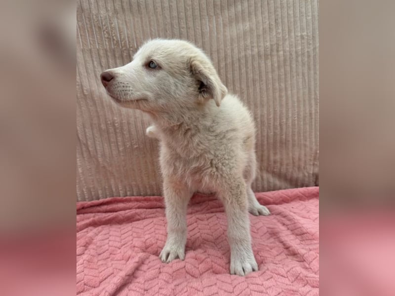 Lulu - besondere Lady sucht dich!