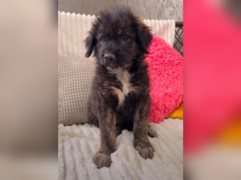 Nala - sucht ein Zuhause!