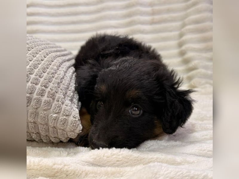 Janis - hat den Hundeblick gemeistert!