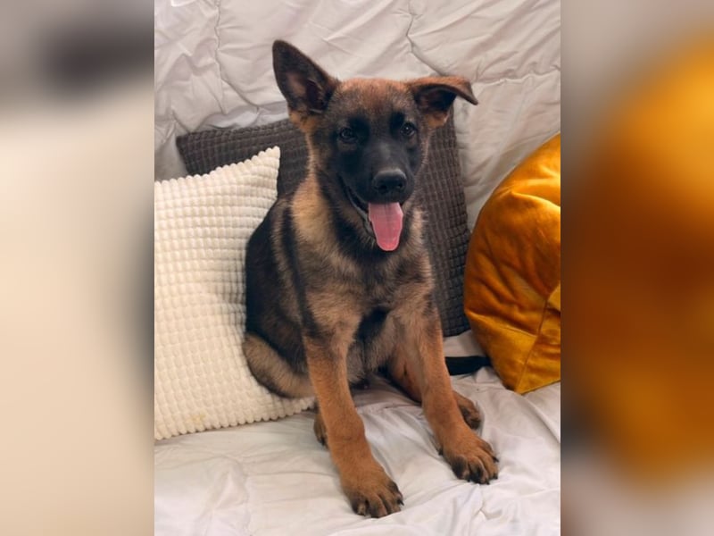 Kaos - möchte dein Leben bereichern!
