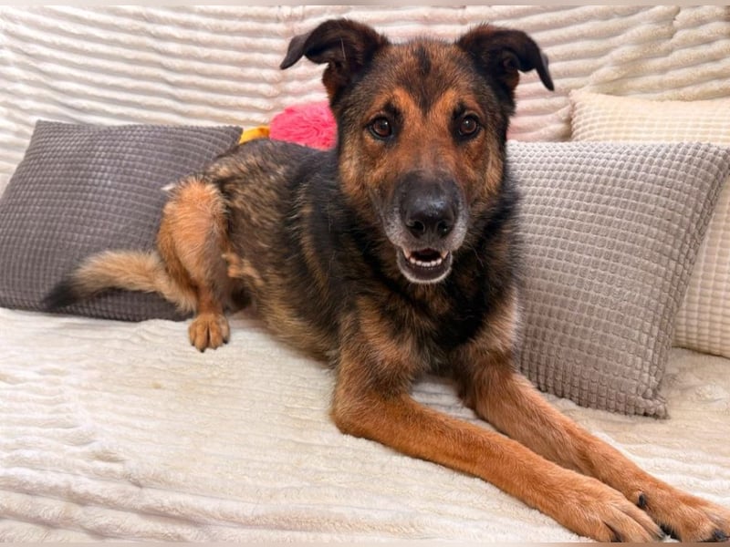 Max - Schäferhund Mix sucht dich!