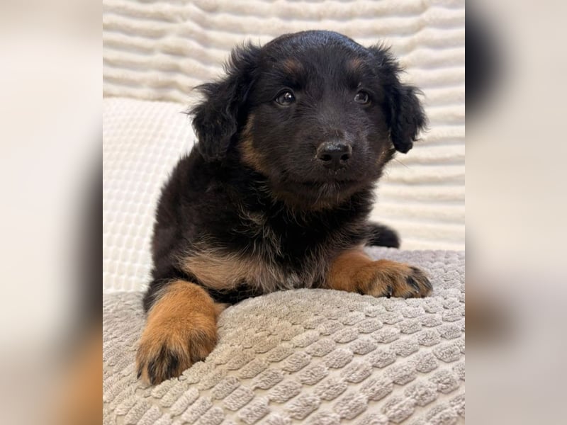 Janis - hat den Hundeblick gemeistert!