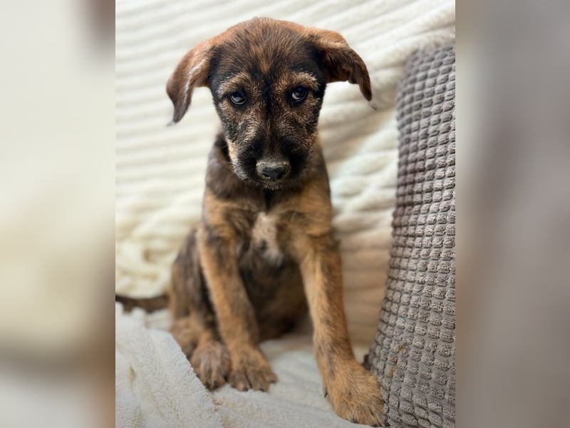 Amber - kleiner Schatz sucht dich!
