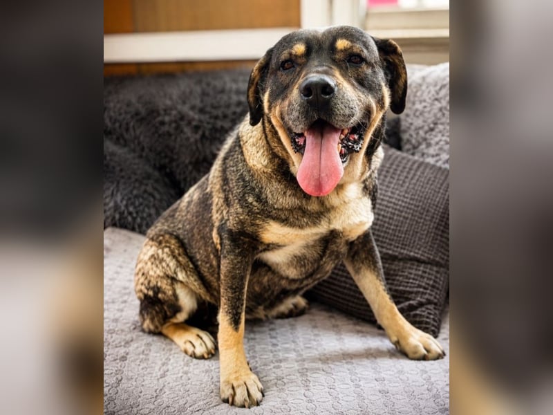 Sasha - bequeme Maus sucht dich!