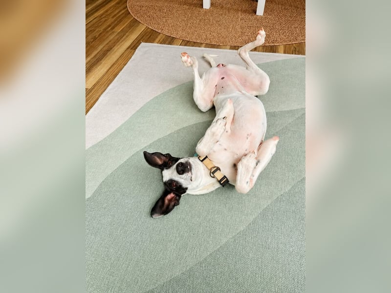 Molly - möchte endlich ankommen!