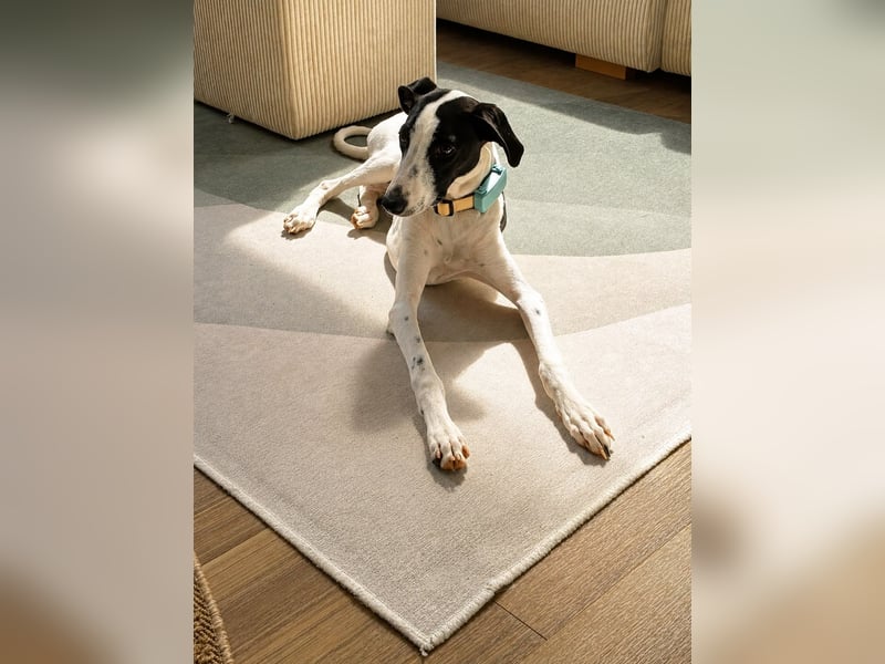Molly - möchte endlich ankommen!