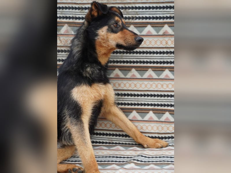 Kenzo - hübscher Kerl sucht dich!