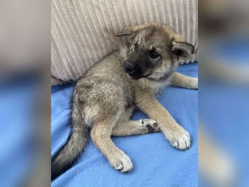 Amadeus - kleiner Kerl sucht Zuhause!