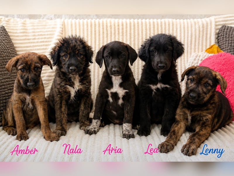 Amber - kleiner Schatz sucht dich!