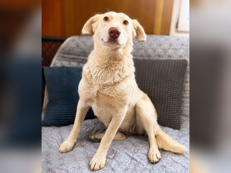 Stella - Grinsemaus sucht dich!