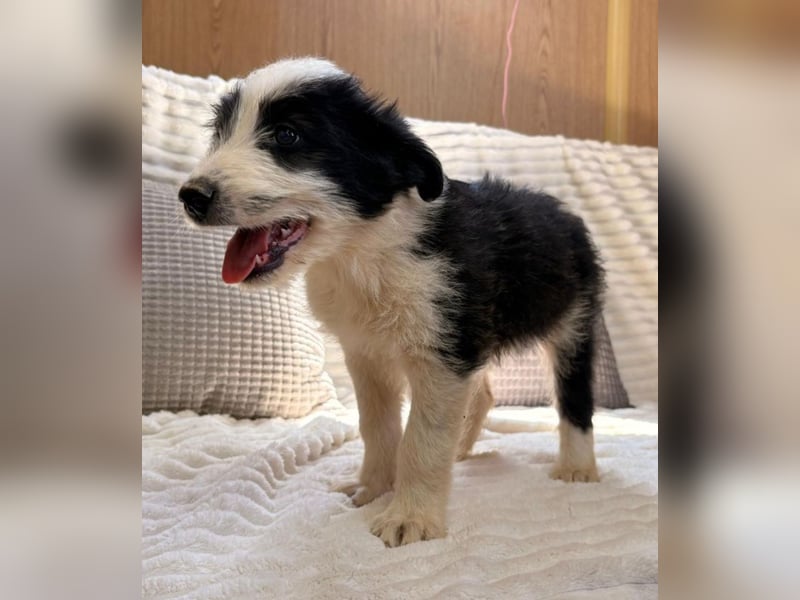 Vicky - freche Lady sucht dich!
