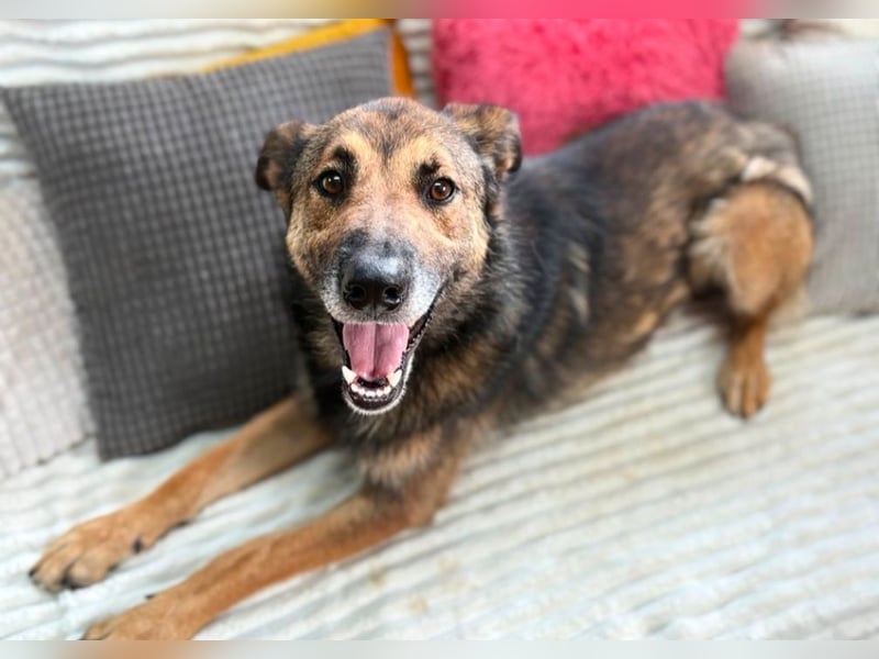Max - Schäferhund Mix sucht dich!