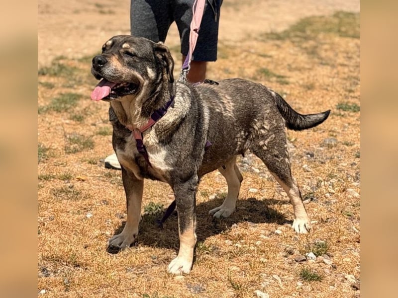 Sasha - große Lady mit großem Herz!