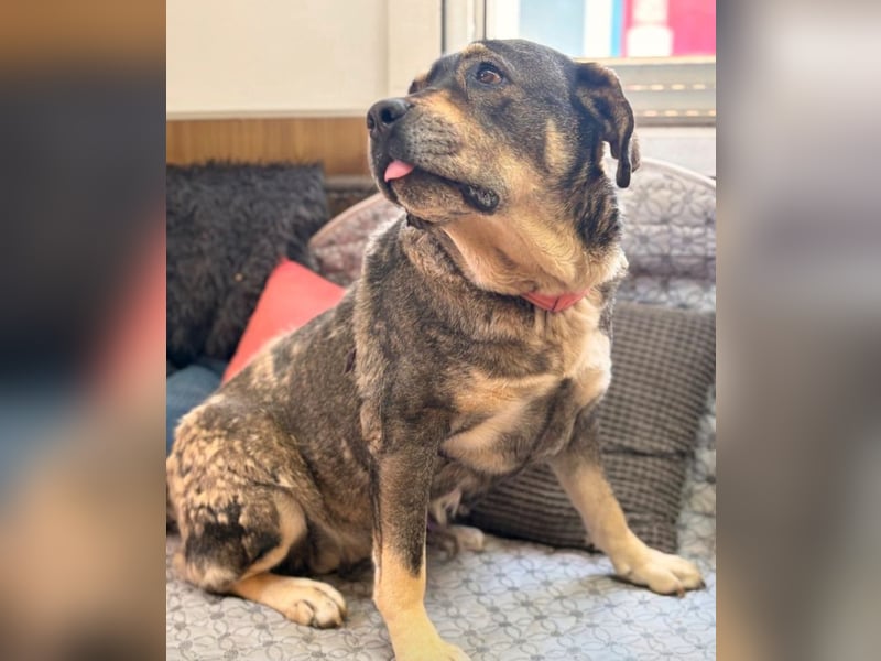 Sasha - große Lady mit großem Herz!