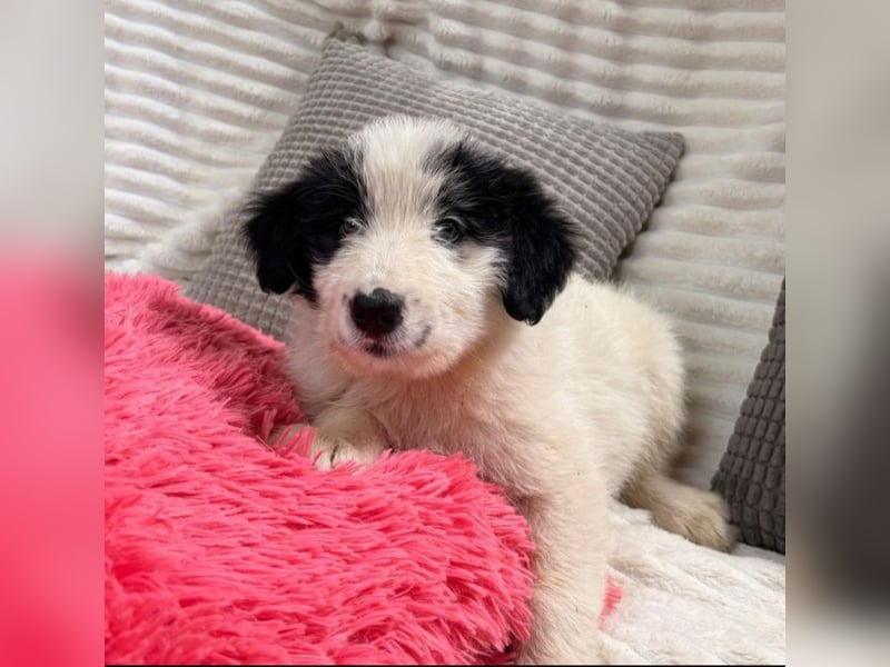 Layla - kleines Überraschungspaket sucht dich!