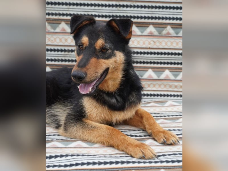 Kenzo - hübscher Kerl sucht dich!