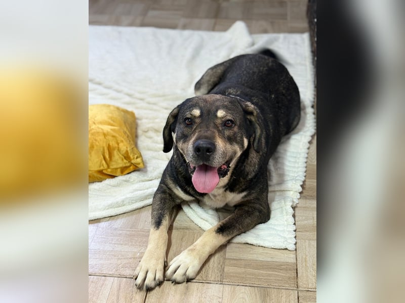 Sasha - große Lady mit großem Herz!