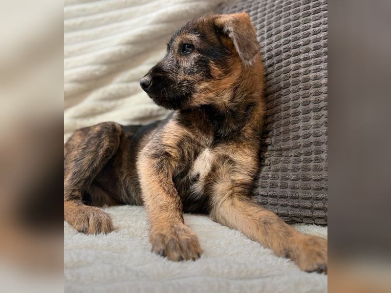 Amber - kleiner Schatz sucht dich!