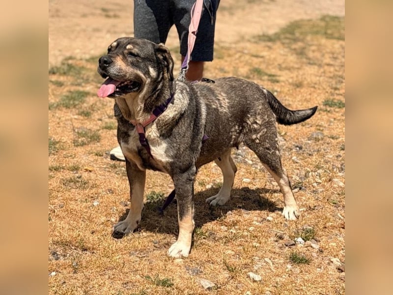 Sasha - bequeme Maus sucht dich!