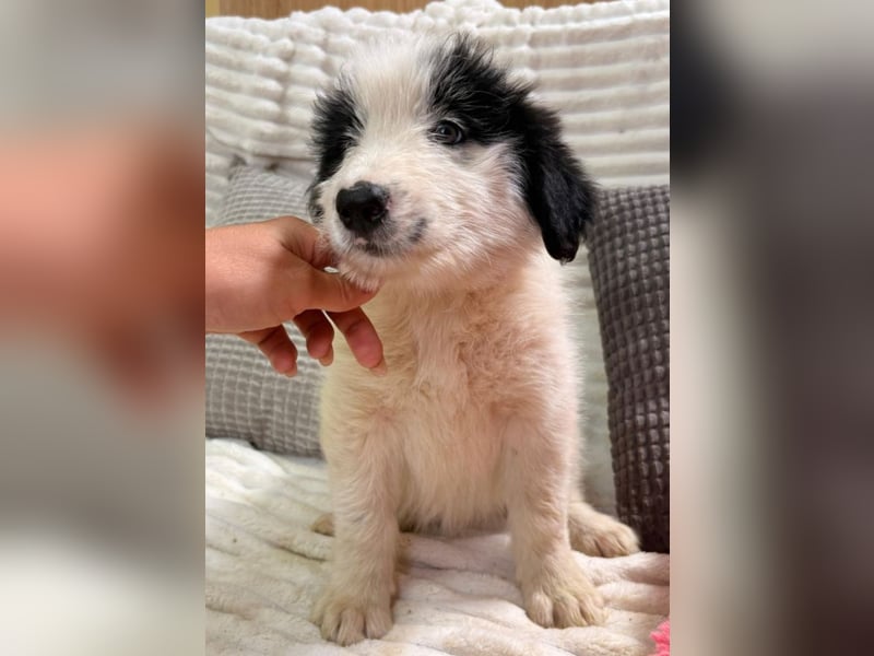 Layla - kleines Überraschungspaket sucht dich!