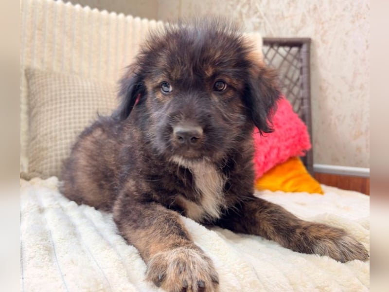 Nala - sucht ein Zuhause!