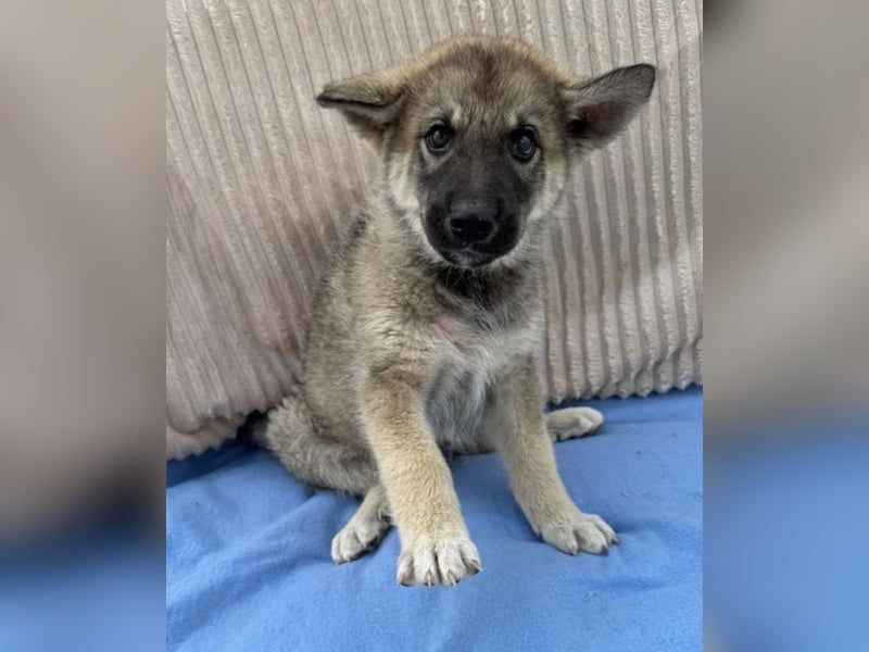 Amadeus - kleiner Kerl sucht Zuhause!