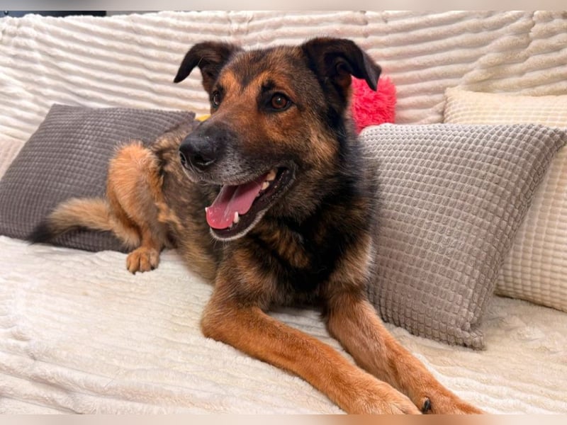 Max - Schäferhund Mix sucht dich!