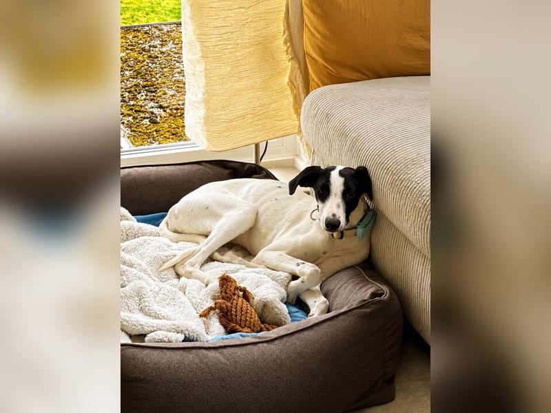 Molly - möchte endlich ankommen!