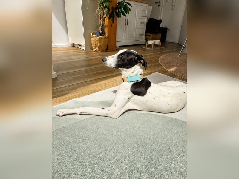 Molly - möchte endlich ankommen!