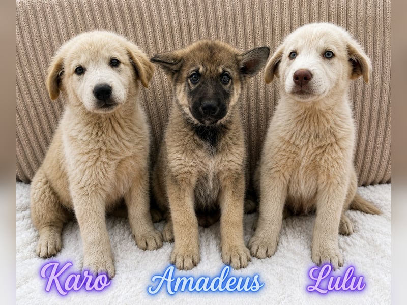 Amadeus - kleiner Kerl sucht Zuhause!