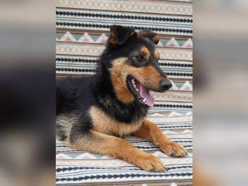 Kenzo - hübscher Kerl sucht dich!