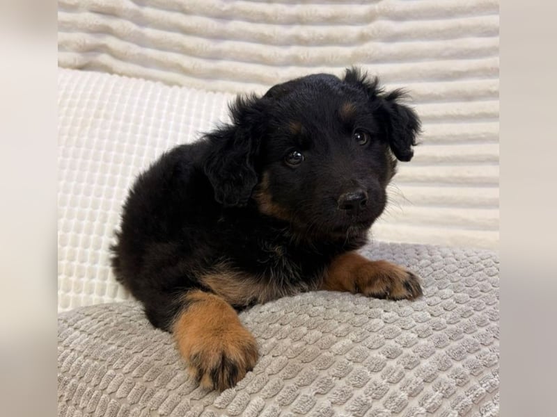 Janis - hat den Hundeblick gemeistert!