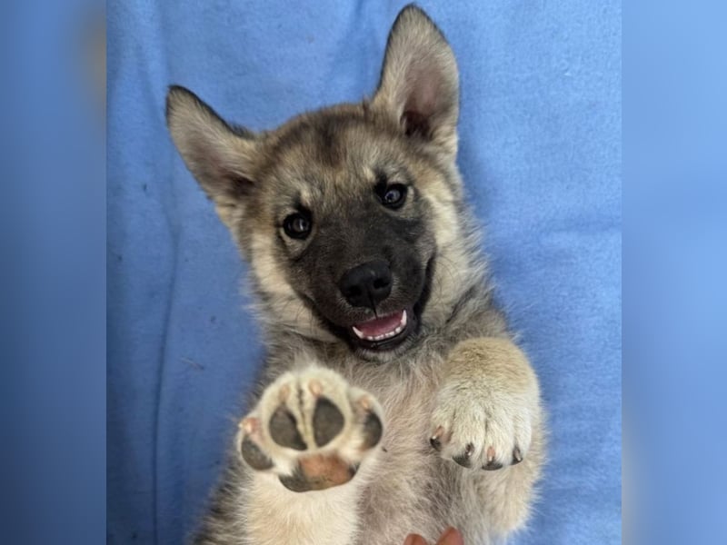 Amadeus - kleiner Kerl sucht Zuhause!