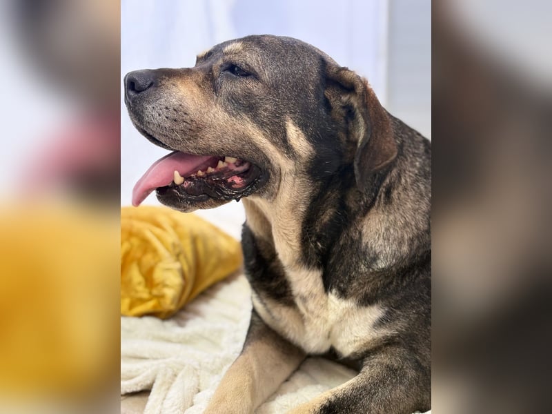 Sasha - große Lady mit großem Herz!
